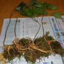 산삼하우스 이미지