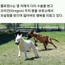 누렁이농장 이미지