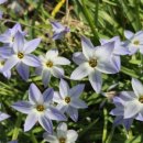 블루향기 이미지