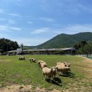 순천한우 농장 이미지