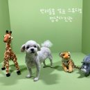 멍냥 | &lt;애견 팝업&gt; 멍냥사진관 방문 후기