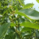 인영농장 이미지