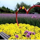 ￦35,000_설악산, 십이선녀탕+인제 꽃길만 걷자 축제장. ☆리무진☆ 이미지