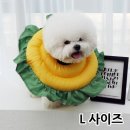 펫 하우스 이미지