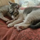 하리네 하우스 이미지