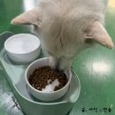 구성2구 | 강아지 도자기 그릇 후기 2구 구성으로 실용성도 최고