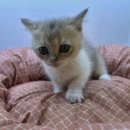 도그마루 고양이강아지 청주점 이미지