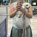 내안에너있DOG | 어떡하라고 우뜨카라고 엉뜨켜라고