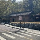 명당1길 | [26.04.12] 분홍빛 팝콘이 팡팡! 대구 화원유원지 겹벚꽃 실시간 만개 후기 (만남의광장 포토존 명당)🌸