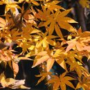 11월의 다양한 색깔에 단풍나무 잎새. 이미지