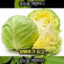 mustard 이미지