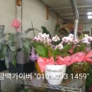 예당화원 - 예산군 예산로 35 | 예당화원