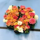 장미카센타 | 수원 파장동 꽃집 발렌타인데이 하트 플로랄 폼 꽃꽂이초등학교 출강원예5주차후기(쥬아드플라워스튜디오)