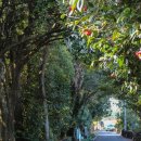 신흥2리 마을회관 | 제주 동백꽃 명소 TOP3 솔직 후기, 카멜리아힐 vs 동백수목원 어디가 좋을까?