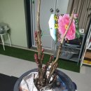 서홍천농협 경제종합센터 | 봄 감자 심기 준비 및 구근화초 키우기 (240319-20)