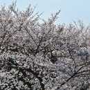 강서 낙동강30리 벚꽃축제(2025년) 이미지