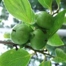 감나무골 이미지