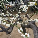 부평우체국 이미지