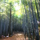 죽림3로 이미지