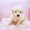 미유펫대구 강아지분양고양이분양(도그플러스동물병원) 이미지