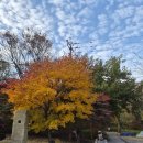 계룡산1박2일 | 2025.11.16(일)1박2일 계룡산 (갑사~동학사~괴목정)/아산 은행나무길