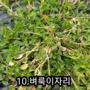 들풀 Daum카페