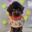 오락반장요미 이미지