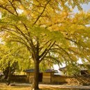 은행마을 이미지