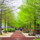 대전 한밭수목원의 봄소식 이미지