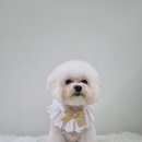 빵실하개 이미지