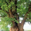남원 진기리 느티나무: 600년 역사의 웅장함 이미지