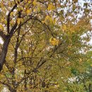 장풍식당 이미지