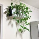 사무실 환경 개선, 그린오피스, 벽면 식물 인테리어를 위한 벽걸이 화분 설치하기 이미지