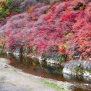 철암단풍군락지=태백시 이미지