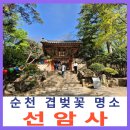 선암사 | 순천 선암사 겹벚꽃 명소 후기 가볼만한 곳