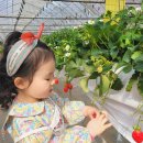 초계꽃식물원 | [율봄식물원] 3세 6세 아이와 동물먹이주기 레일썰매 체험 후기