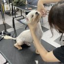 반값애견 이미지