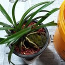 금국2농장 이미지