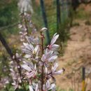 천식농장 이미지