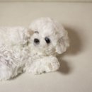 퍼피대디 이미지