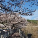 군서 백리벚꽃길 | 벚꽃비 내리던 합천 백리벚꽃길, 영상테마파크 앞 보조댐 탐방로 후기