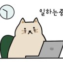 바느질하는고양이 이미지