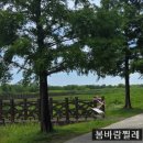 대저수문공원 | [부산] 부산 연꽃 총정리 (삼락생태공원, 곰내연밭, 대저생태공원, 맥도생태공원)