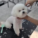 충남애견미용학원