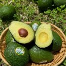 샬롬농장 | 먹으면서 젊어지는 '저속노화' 최고의 과일 아보카도 효능과 먹는 법, 다이어트 후기