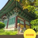 댕플 이미지