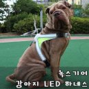 라이트 하운드 이미지