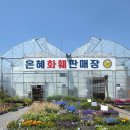 은혜농장 | 꽃구경 아직 못한사람 주목! 꽃구경부터 분갈이까지 한곳에서