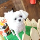 애견깍새 이미지