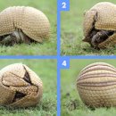 떼굴떼굴 이미지